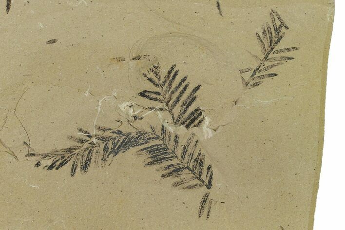 Dawn Redwood (Metasequoia) Fossils - Montana #165255